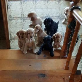 διατιθωνται αγγλικα κοκερ σπανιελ