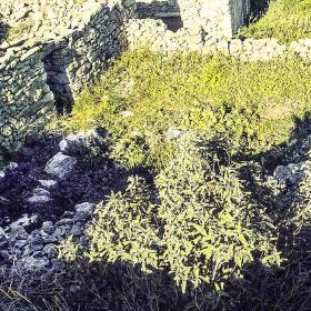 Οικόπεδο με πετρόχτιστα κτίσματα 143 τ.μ. Κουσουναρι, Λογοθετιανικα, Κυθηρα